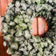 Natural Green Pennygum Wreath